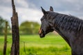 Horse head of a black horse.