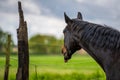 Horse head of a black horse.