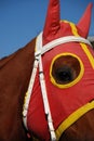 Horse Head with Blinders Royalty Free Stock Photo