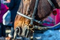 Horse head with bridle close up, visible bit, reins and noseband. Royalty Free Stock Photo