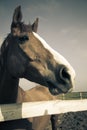 Horse head of brown horse / vintage toned Royalty Free Stock Photo