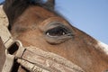 Horse head Royalty Free Stock Photo