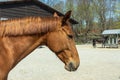 Horse head close up. Beautiful portrait. Red horse head: nose, eye, neck, mane. Royalty Free Stock Photo