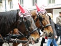 Horse Head Close Up in Christmas Time at Vienna