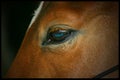 Horse Head Close up Equus ferus caballus