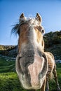 Horse head close-up with funny face Royalty Free Stock Photo