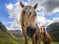 Horse head close-up with funny face Royalty Free Stock Photo