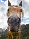 Horse head close-up with funny face Royalty Free Stock Photo