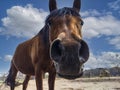 Horse head close-up with funny face Royalty Free Stock Photo