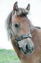 Horse head close up