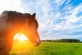 Horse head close up at sunset against a blue sky Royalty Free Stock Photo