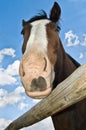 Horse head close up unique perspective Royalty Free Stock Photo