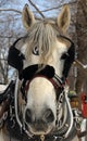 Horse head close up in winter time Royalty Free Stock Photo