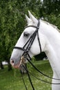 Horse head closeup on green natural background Royalty Free Stock Photo