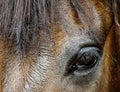 Horse head closeup portrait shot Royalty Free Stock Photo