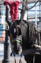 Horse head and coupling close up Royalty Free Stock Photo