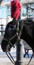 Horse head and coupling close up Royalty Free Stock Photo