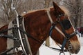 Horse head and coupling close up Royalty Free Stock Photo