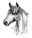 Horse head drawing Royalty Free Stock Photo