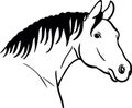 Horse Head Drawing on White Background Royalty Free Stock Photo