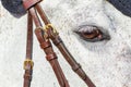 Horse Head Eye Closeup Royalty Free Stock Photo