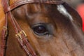 Horse Head Eye Closeup Royalty Free Stock Photo