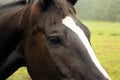 Horse head,eye closeup,detail Royalty Free Stock Photo