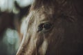 Horse Head and Eye Closeup Royalty Free Stock Photo