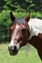 Horse head and flies Royalty Free Stock Photo