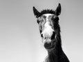 Horse head front view close-up, black and white Royalty Free Stock Photo