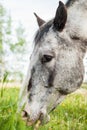 Horse head Royalty Free Stock Photo