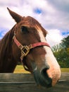 Horse head shot Royalty Free Stock Photo