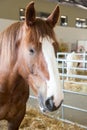 Horse head in interior farm