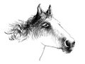 Horse head isolated on white. A closeup portrait of the face of a horse. Ink drawing. Royalty Free Stock Photo