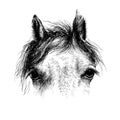 Horse head isolated on white. A closeup portrait of the face of a horse. Ink drawing.