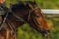 Horse Head Jockey Hands Closeup Royalty Free Stock Photo