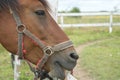 Horse head licks the fence beam, brown horse near the fence