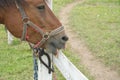 Horse head licks the fence beam, brown horse near the fence