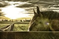 Horse head looking behind a fence rail with filter