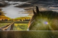 Horse head looking behind a fence rail with Instagram-like editing