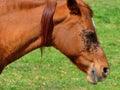 Horse head with a lot of flies around the eye Royalty Free Stock Photo