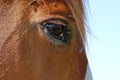 Horse head with a lot of flies around the eye Royalty Free Stock Photo