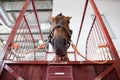 Horse head in manege box