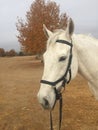 Horse head with miklem bridle on a foggy day in front of fall folliage
