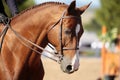 Horse Head in Morning Sunlight