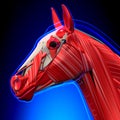 Horse Head Muscles - Horse Equus Anatomy - on blue background Royalty Free Stock Photo