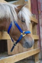 Horse head poney animal mammal country ranch closeup Royalty Free Stock Photo