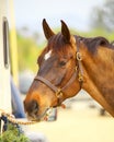 Horse Head Portrait Royalty Free Stock Photo