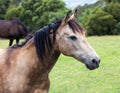 Horse head portrait. Royalty Free Stock Photo