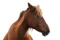 Horse head portrait Royalty Free Stock Photo